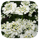 HD Wallpaper - Candytuft Flower icon