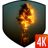Tree 3D Video Wallpaper icon