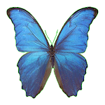 Parpar -  AR Butterfly Apk