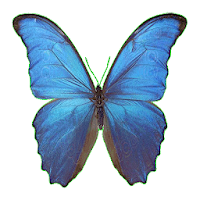 Parpar -  AR Butterfly
