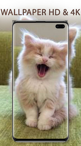 Cute Cats Wallpapers HD 4K Screen 2