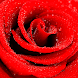 Roses stickers for WhatsApp - Androidアプリ
