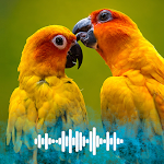 Cover Image of डाउनलोड Parrot sounds Ringtones  APK