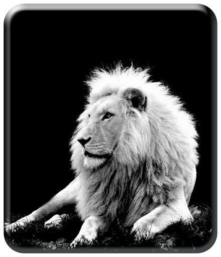 Android application Roaring Lion Wallpaper HD screenshort