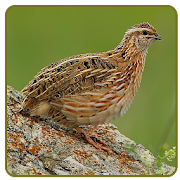 Quail claim