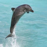 Dolphin Puzzles icon