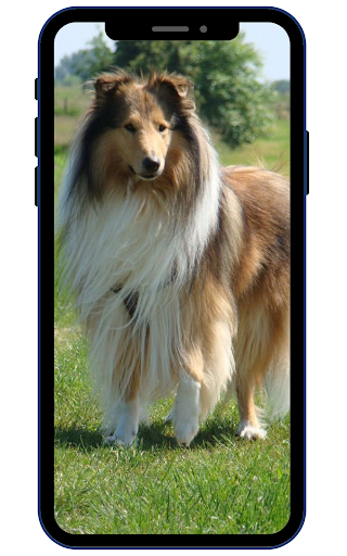 Android application Shetland sheepdog Wallpapers screenshort