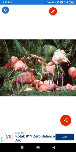 Duck Flamingo Parrot Pigeon