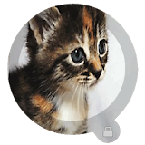 Cat GIFs Screen Locker icon
