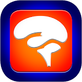 SoloLearn icon