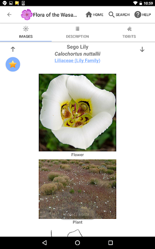 Screenshot of Flora of the Wasatch