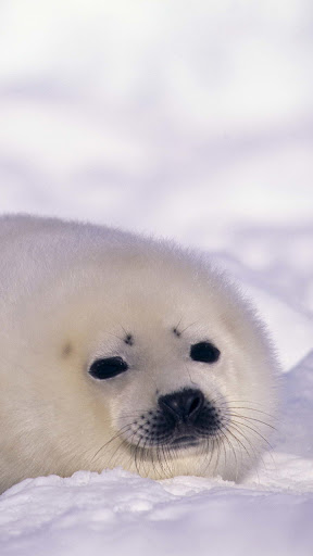500Harp Seal Wallpaper