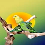 Cover Image of Baixar Birds Memory Free Game  APK