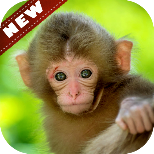?Baboon Wallpapers