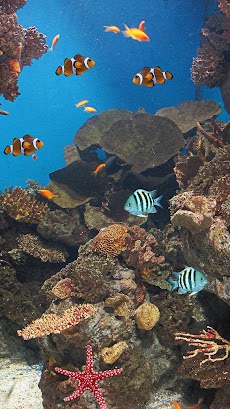 Ocean Fish Live Wallpaper Androidアプリ Applion