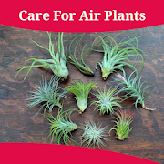 How To Care For Air Plants