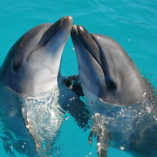 Bottlenose dolphin Sounds logo