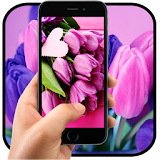 HD Purple Tulip Wallpaper 2017 icon