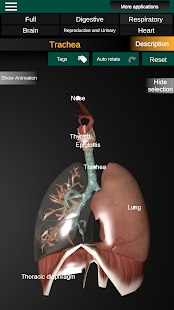 Internal Organs in 3D Anatomy Screenshot