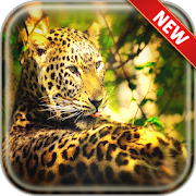 Leopard Wallpapers 2.2 Icon
