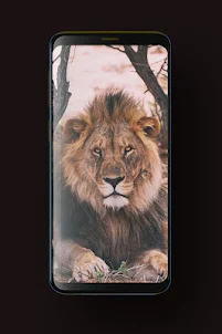 Lion Wallpaper HD, GIF