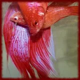 Fighting Fish wallpapers icon
