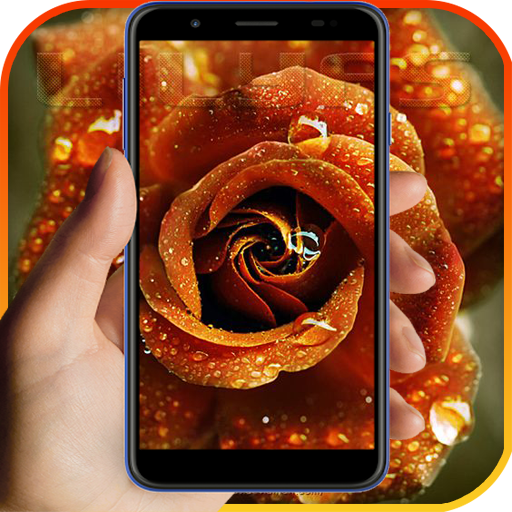 Rare Flower Live Wallpapers 4K Free Roses Library