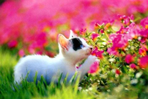 Cats Jigsaw Puzzles Screen 2