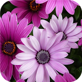 Tender. Flower Wallpapers icon