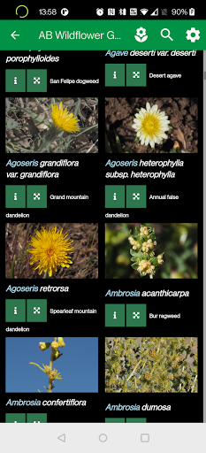 Anza-Borrego Wildflowers Screen 2