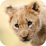 Baby Animal Wallpapers icon