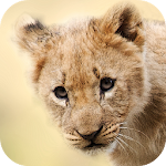 Baby Animal Wallpapers Apk