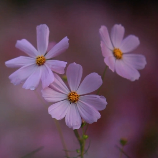 Real Flowers Wallpaper Pro logo