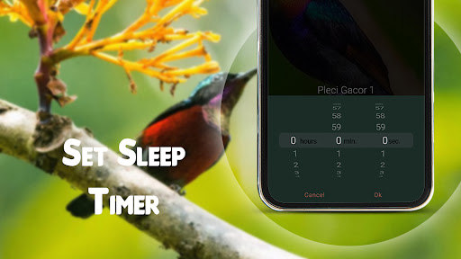 Kicau Kolibri Ninja Gacor