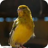 Canary Song icon