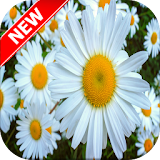 Daisy Wallpapers icon