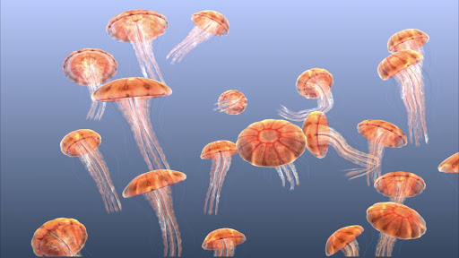 Jellyfish Chrysaora Screen 3