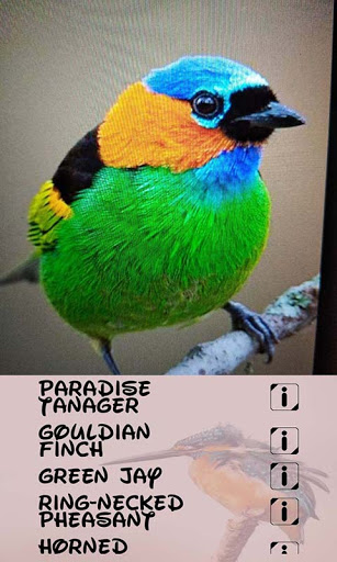 Automatic Bird Identifier Screen 3