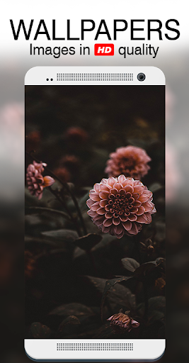 Flowers Cinematic Wallpapers