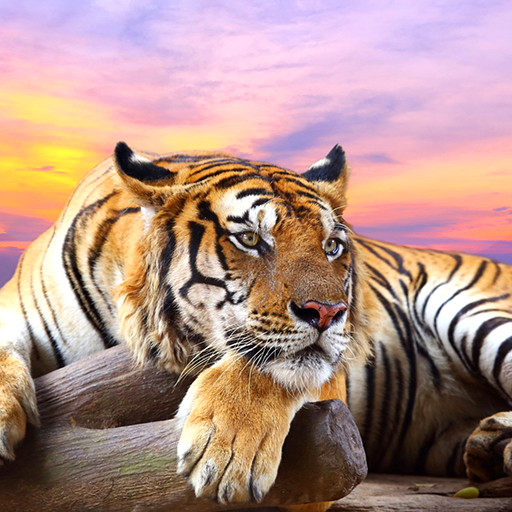 Download Bengal Tiger 3D Animation Wallpaper