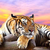 Tiger Live Wallpaper 🐅 Wild Animal Background icon