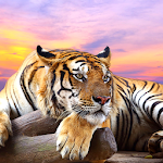 Tiger Live Wallpaper ? Wild Animal Background Apk