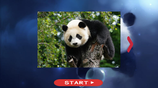 Panda Puzzle Game