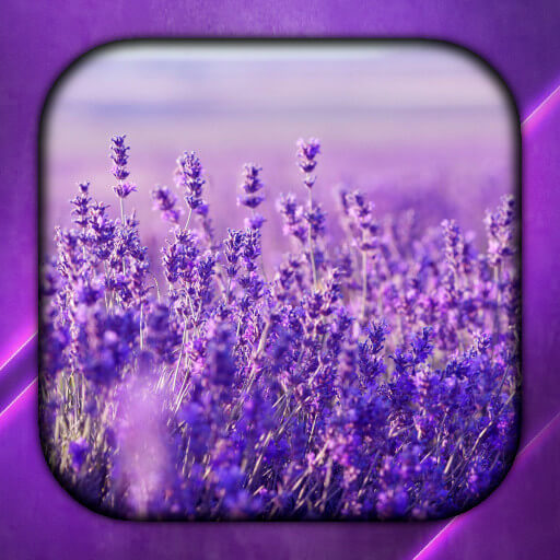 Lavender Live Wallpaper logo