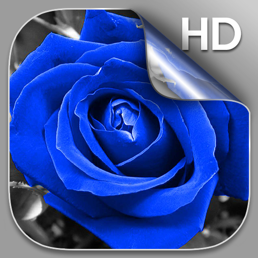 Blaue Rose Live Hintergrund Apps Bei Google Play