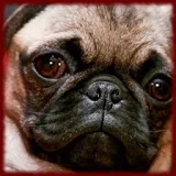 Baby Pug Puppy wallpapers icon