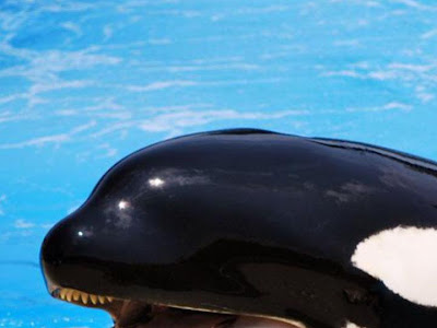 クジラ 壁紙 iphone 205832-クジラ 壁紙 iphone