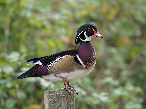 Wood Duck Wallpaper HD Screen 3