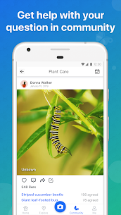 Picture Insect – Bug Identifier 4
