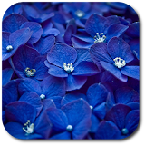 Blue flowers. Live wallpaper. icon